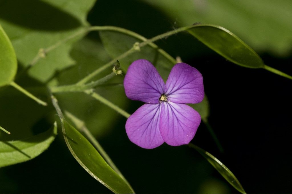 Pianta da determinare
