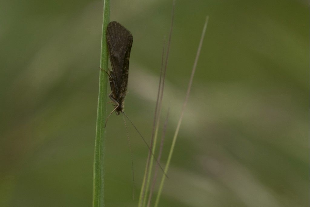 Rhyacophila  sp