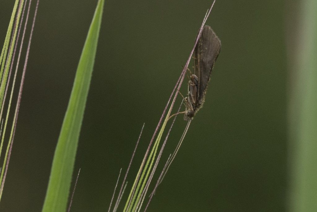 Rhyacophila  sp