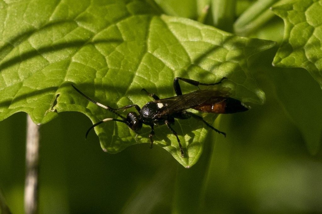 Tenthredinidae da determinare? no, Ichneumonidae