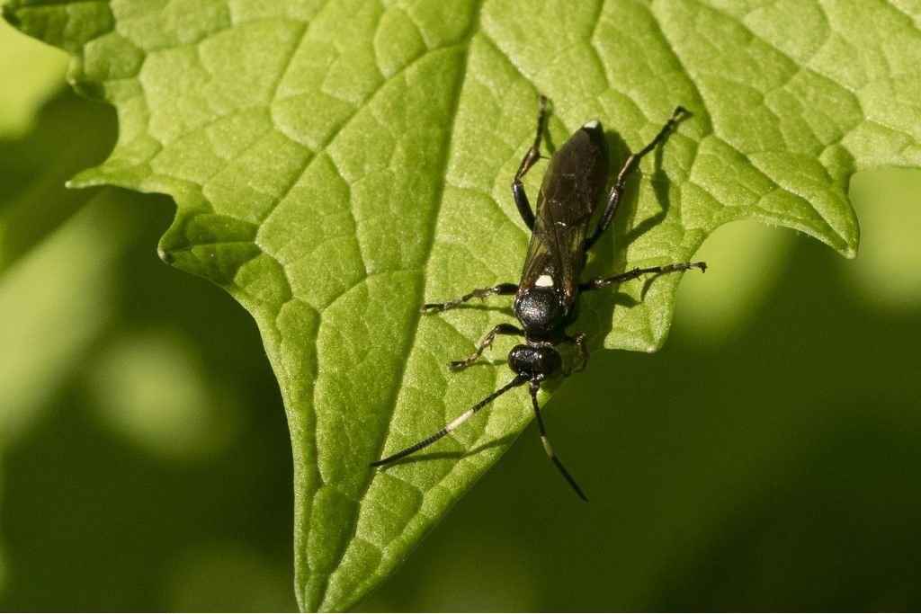 Tenthredinidae da determinare? no, Ichneumonidae