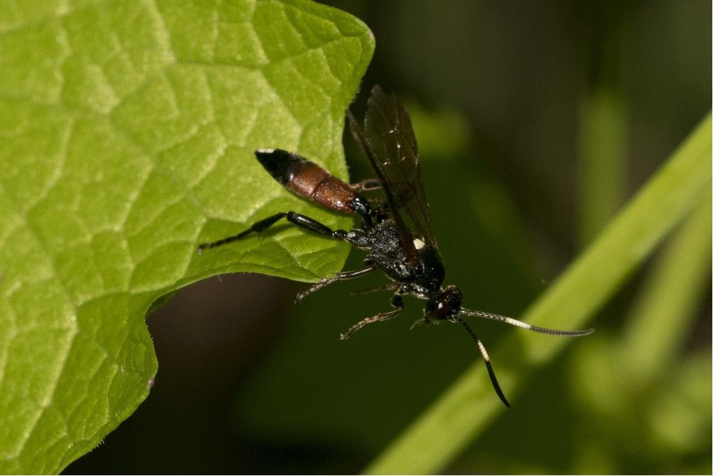 Tenthredinidae da determinare? no, Ichneumonidae