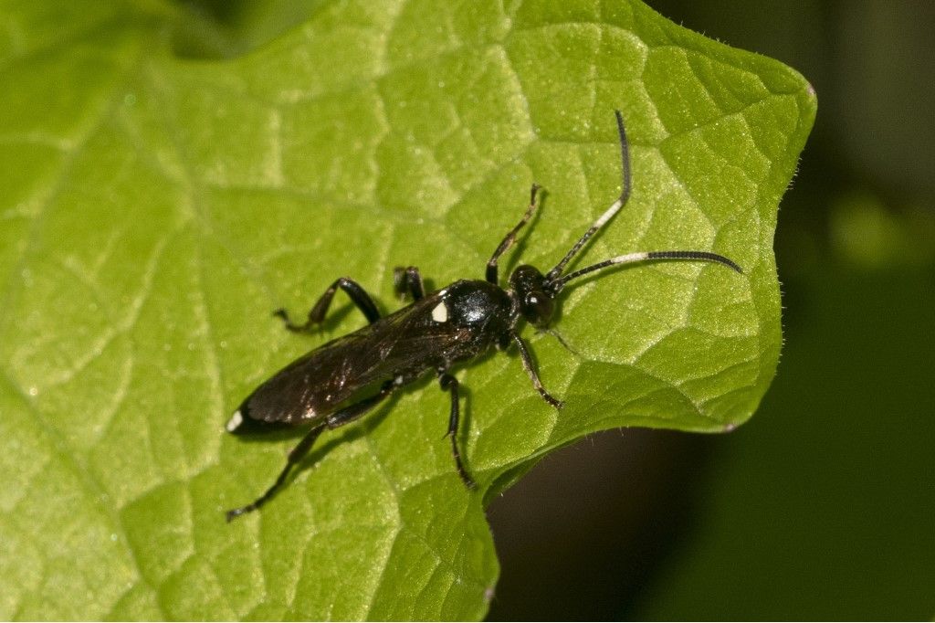 Tenthredinidae da determinare? no, Ichneumonidae