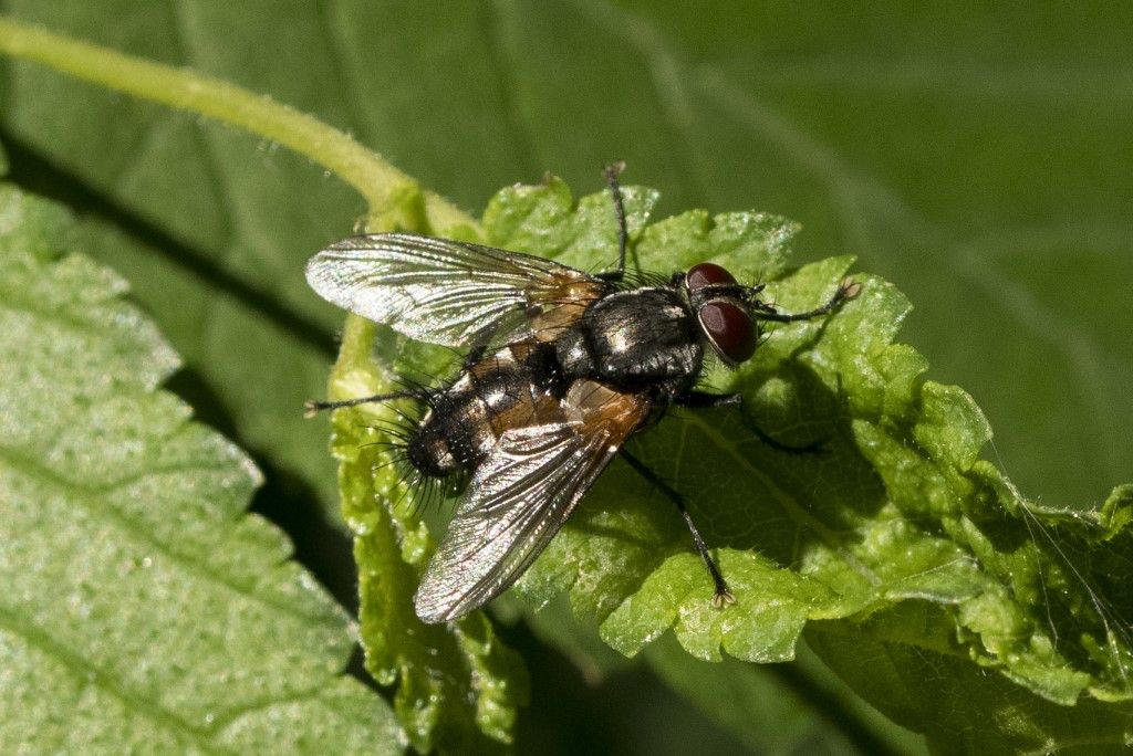 Tachinidae da identificare (2)