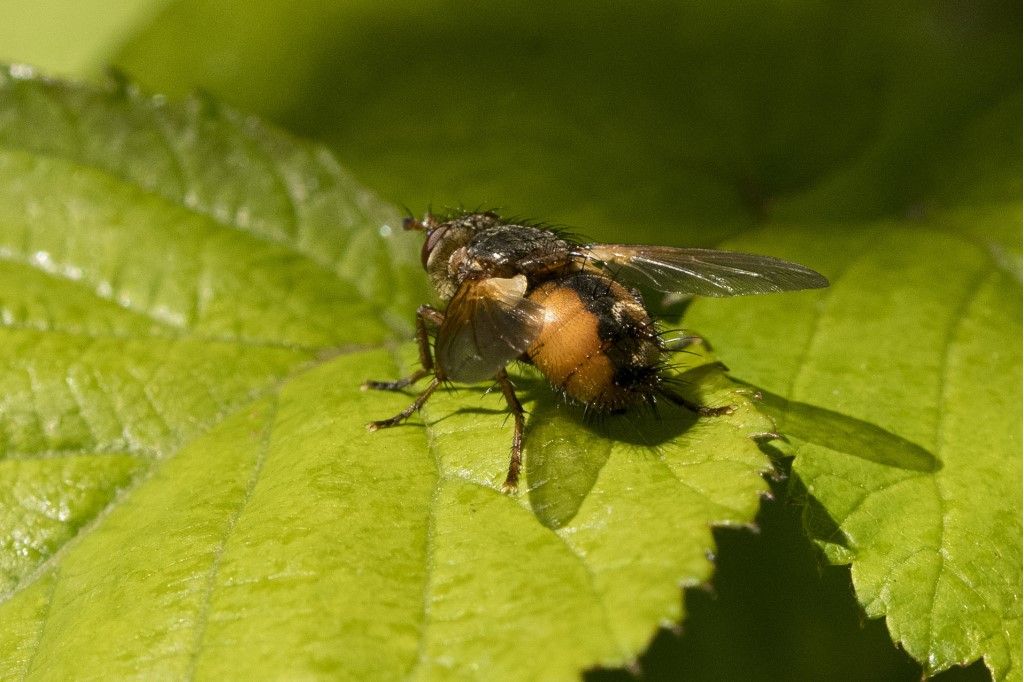 Tachinidae da identificare