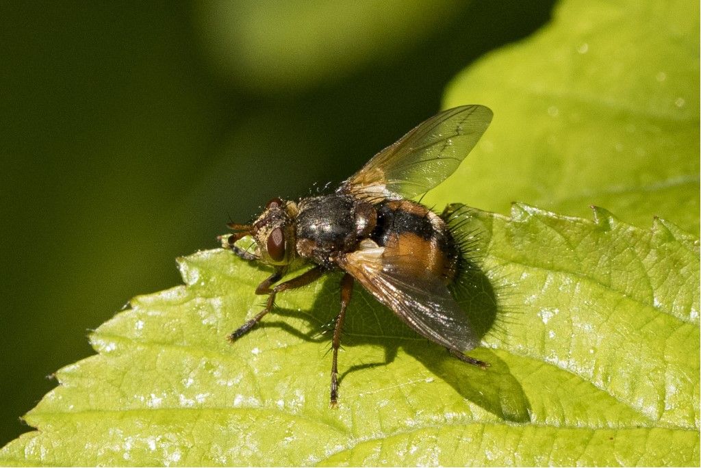 Tachinidae da identificare