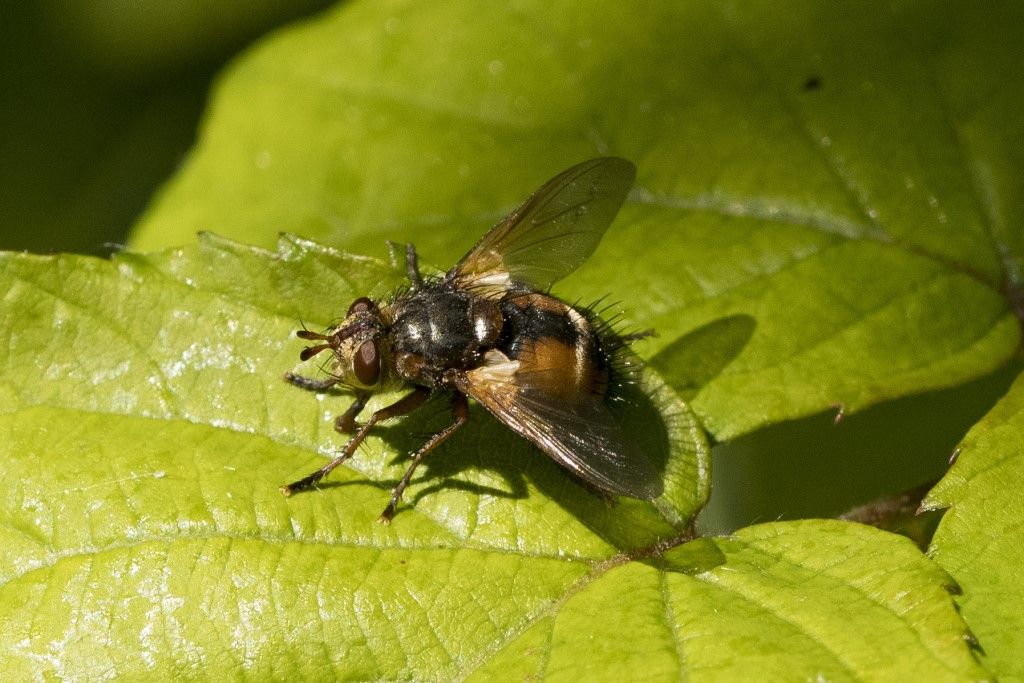 Tachinidae da identificare