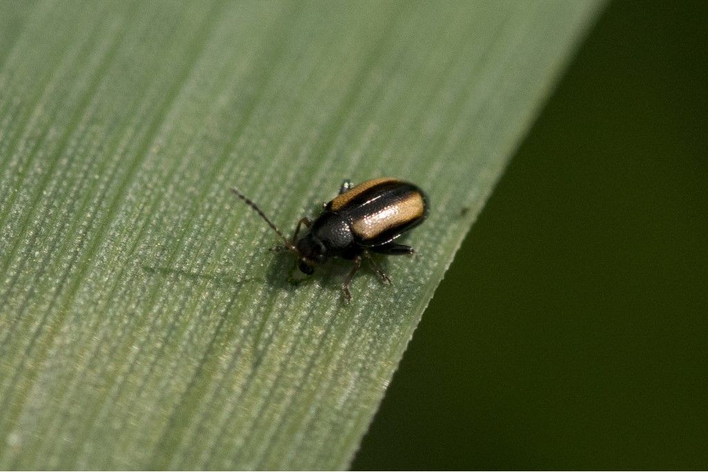 Chrysomelidae: Phyllotreta vittula