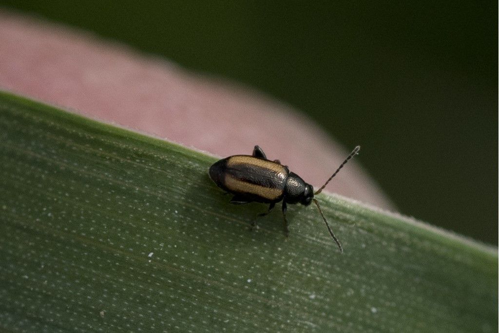 Chrysomelidae: Phyllotreta vittula