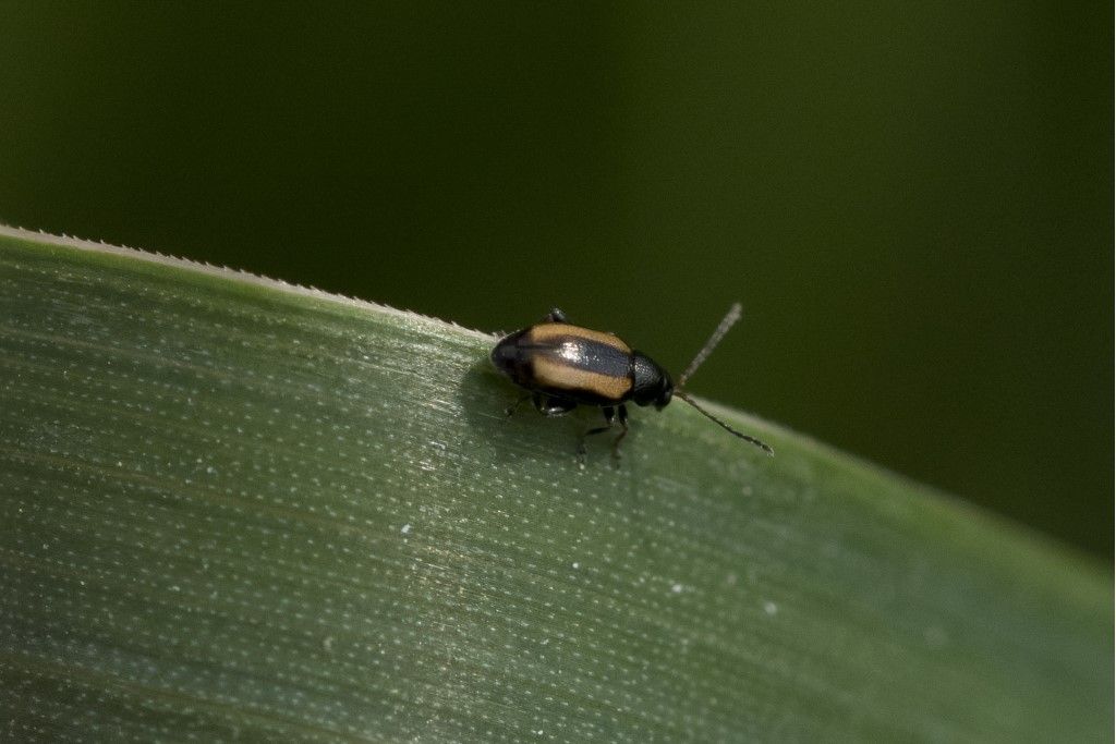 Chrysomelidae: Phyllotreta vittula
