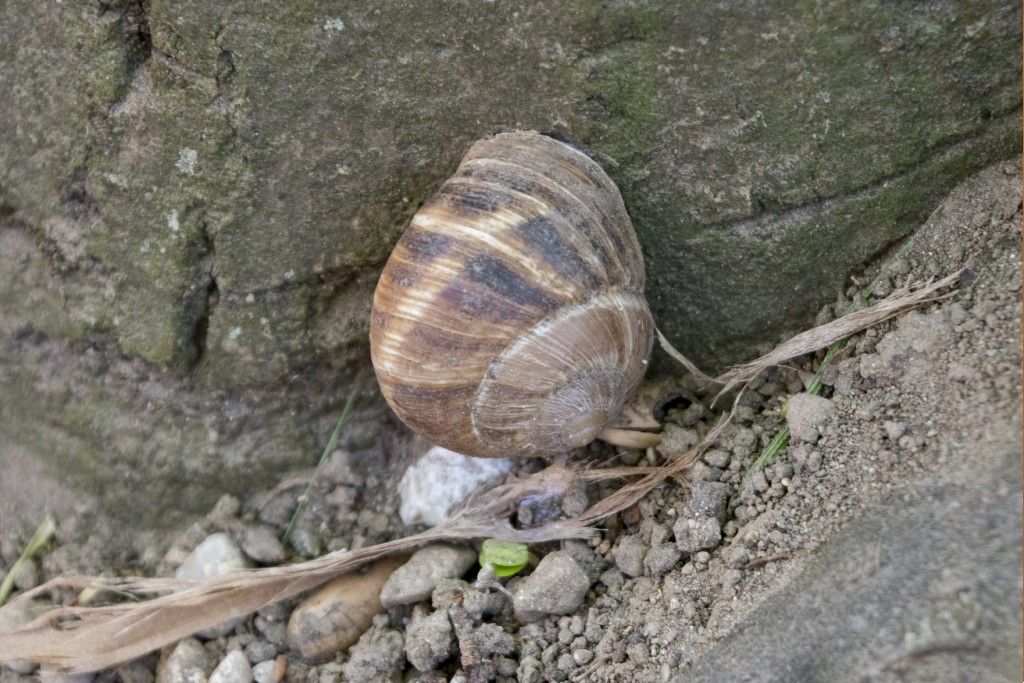 Helix Pomatia ?