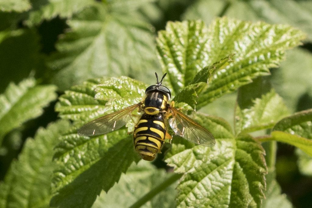 Chrysotoxum cautum ?