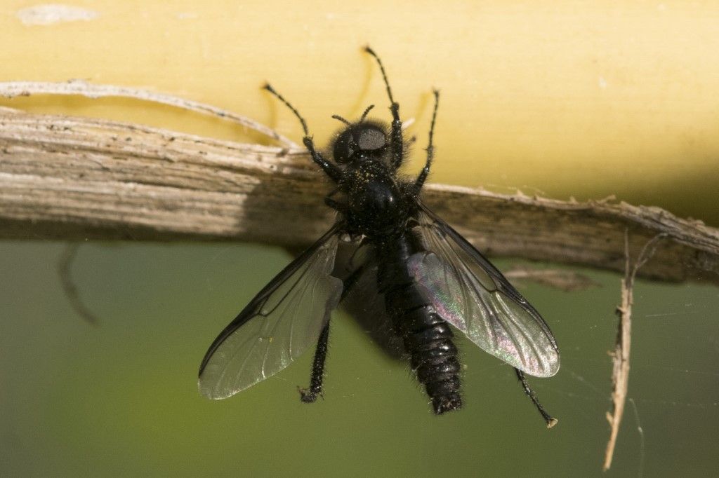 Aiuto per identificazione