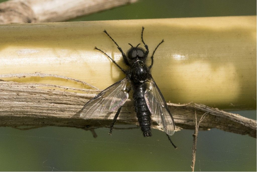 Aiuto per identificazione