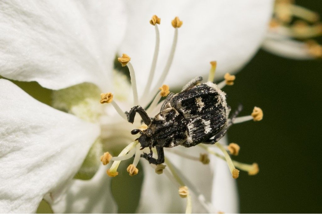 Cetinidae: Valgus hemipterus ? S.