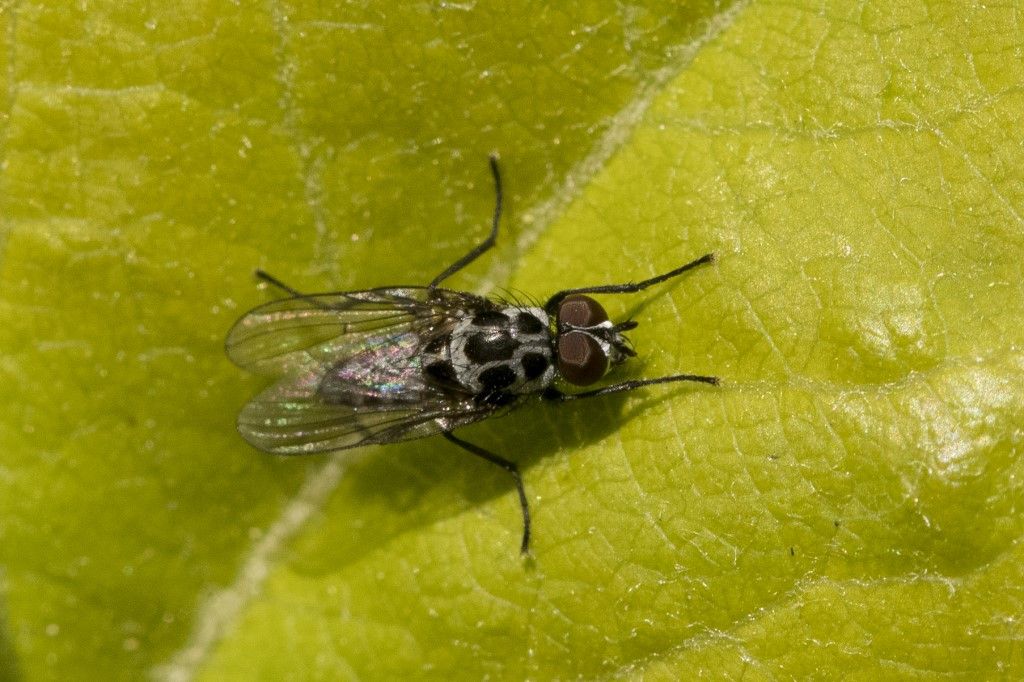 Anthomyia procellaris ?