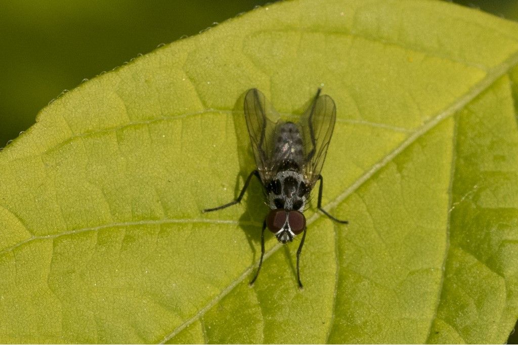 Anthomyia procellaris ?