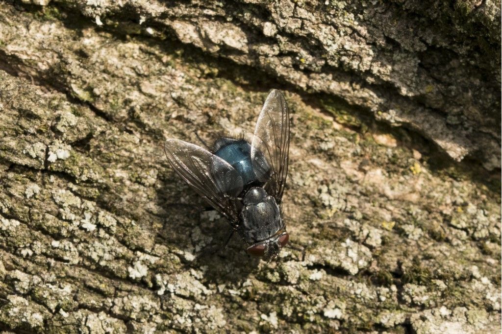 Diptera da determinare