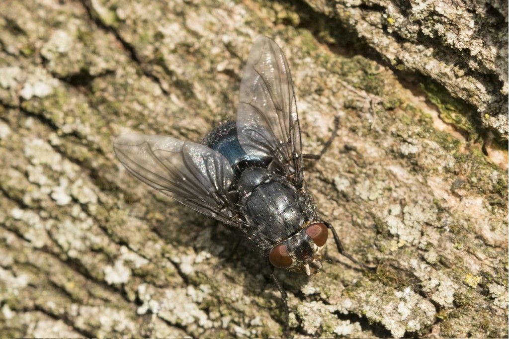 Diptera da determinare