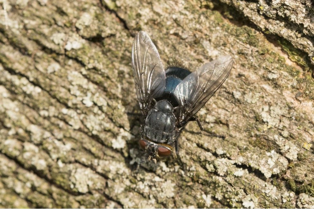 Diptera da determinare