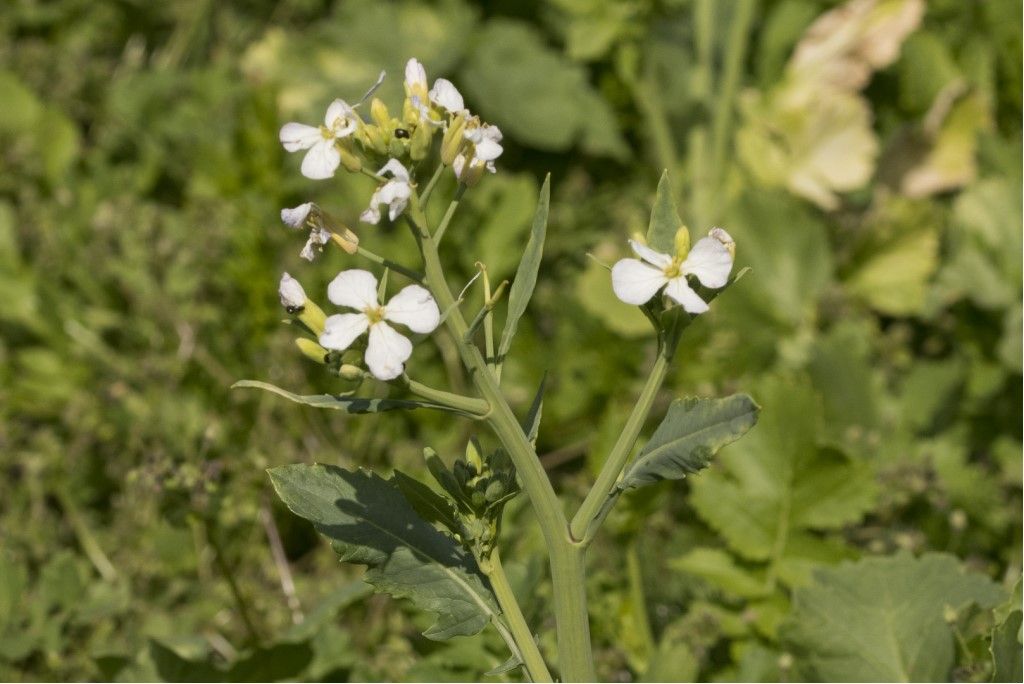 Pianta da determinare