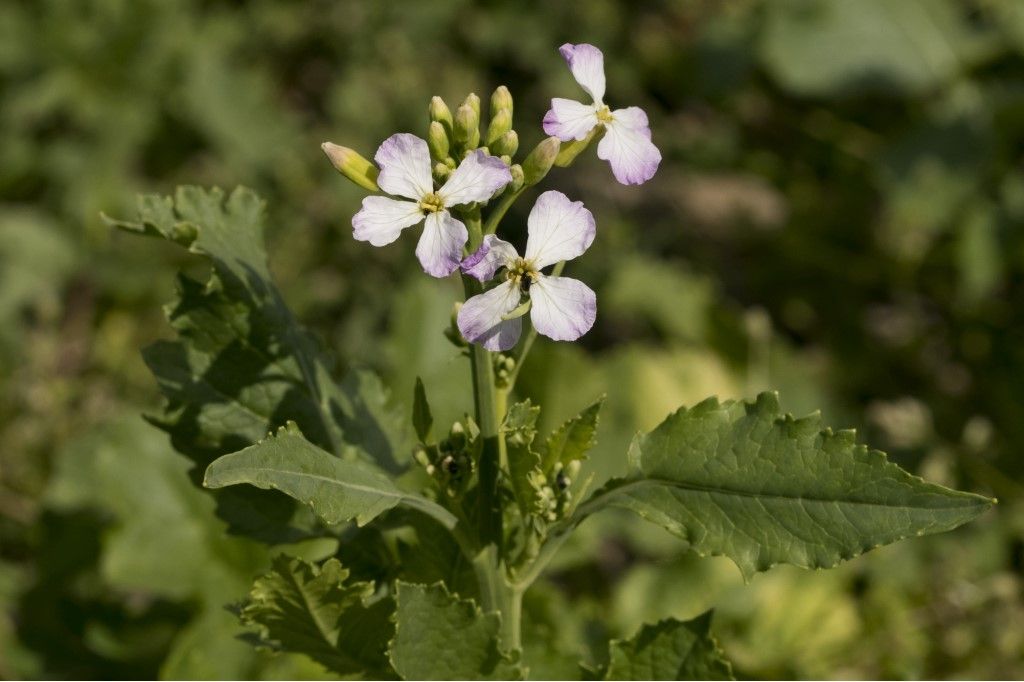 Pianta da determinare