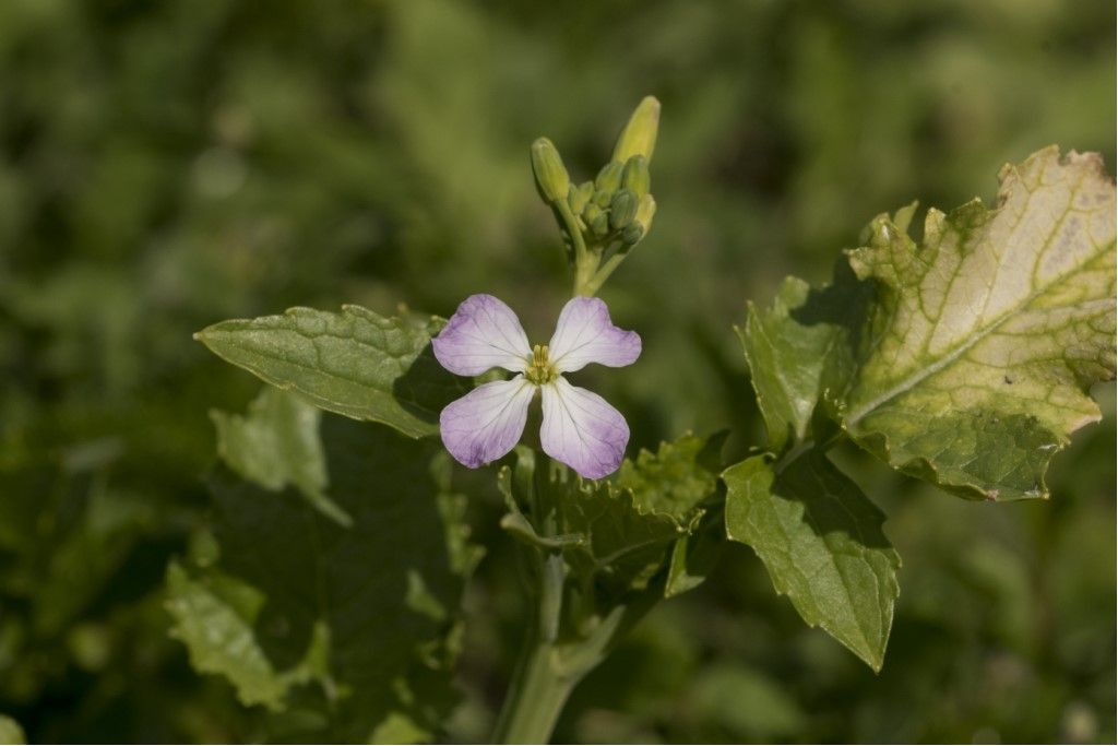 Pianta da determinare