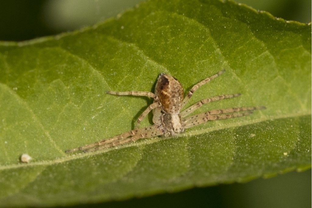Philodromidae da identificare