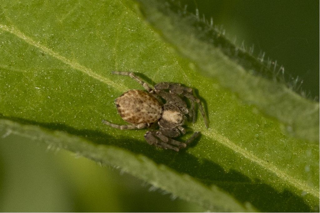 Philodromidae da identificare