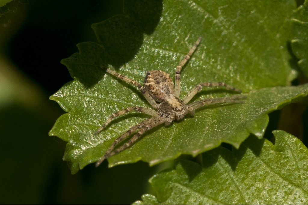 Philodromidae da identificare