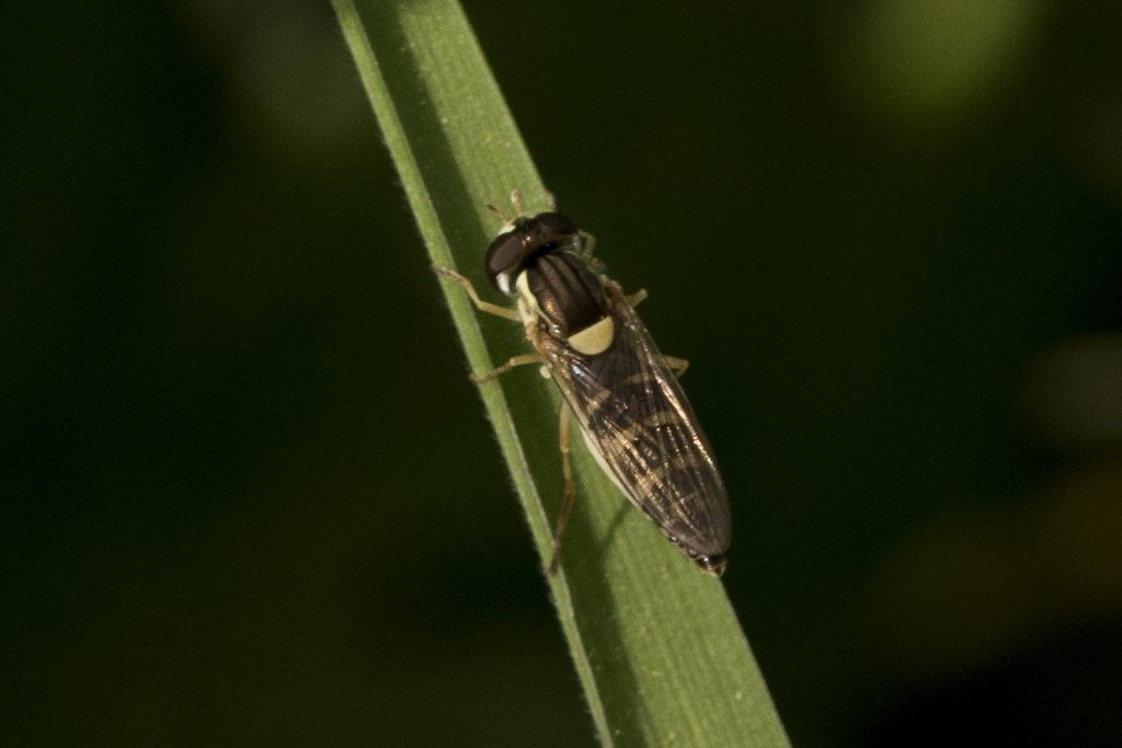 Piccola diptera da determinare