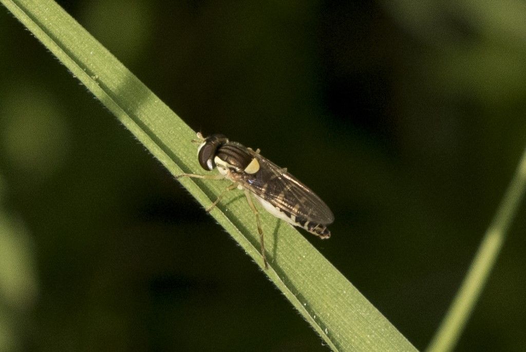 Piccola diptera da determinare