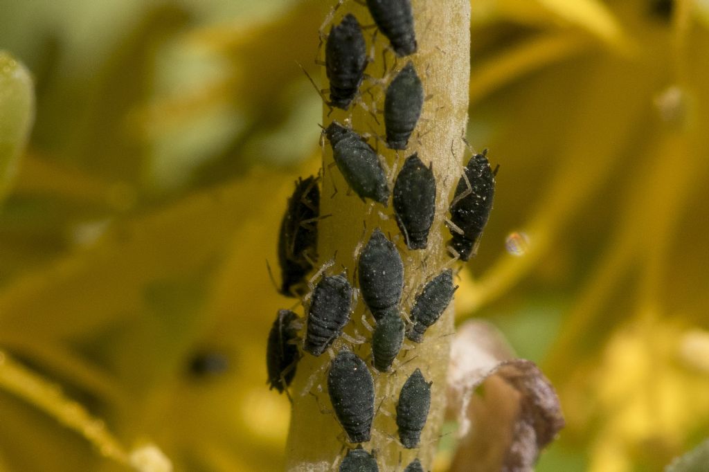 Aphididae da identificare su sedum