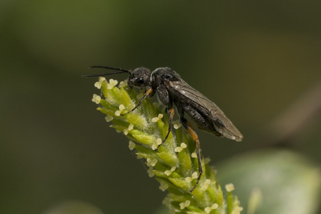 Hymenoptera da determinare: Dolerus puncticollis