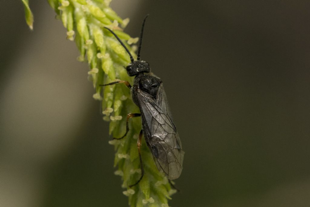 Hymenoptera da determinare: Dolerus puncticollis