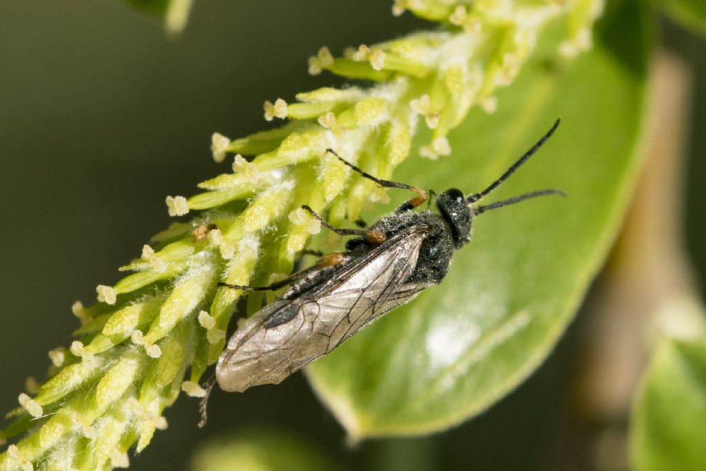 Hymenoptera da determinare: Dolerus puncticollis