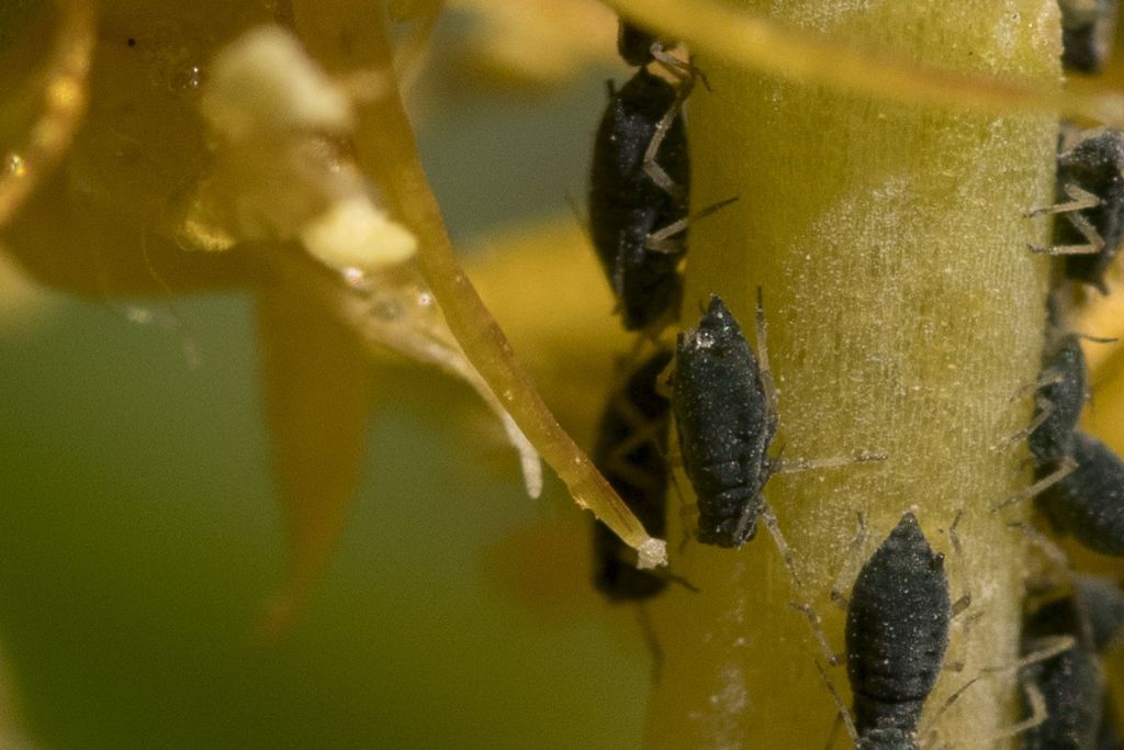 Aphididae da identificare su sedum