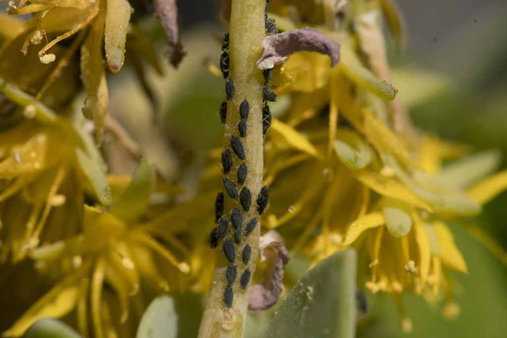 Aphididae da identificare su sedum