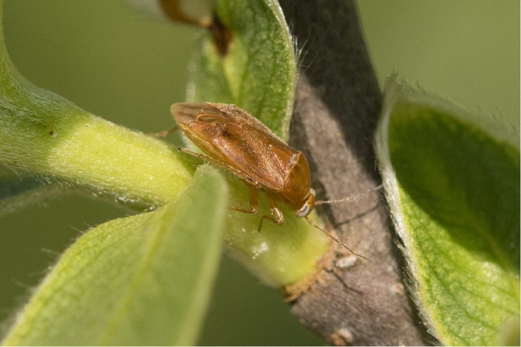 Agnocoris cfr reclairei della campagna cremasca