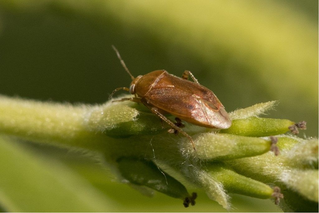 Agnocoris cfr reclairei della campagna cremasca