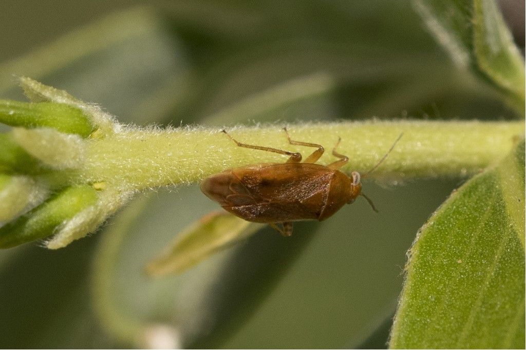 Agnocoris cfr reclairei della campagna cremasca