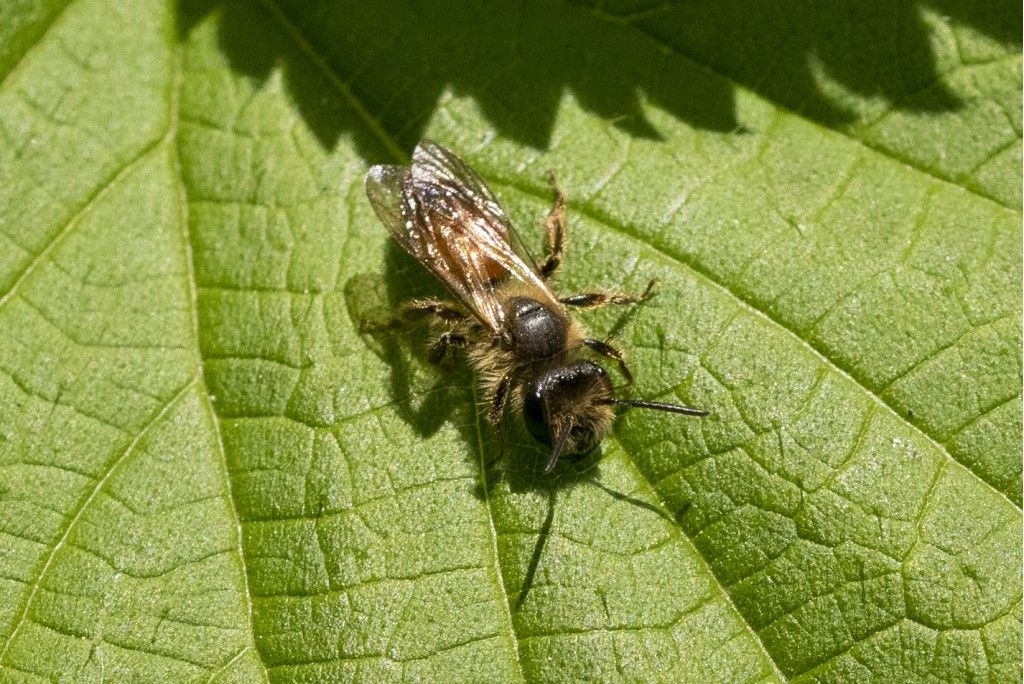 Hymenoptera da identificare