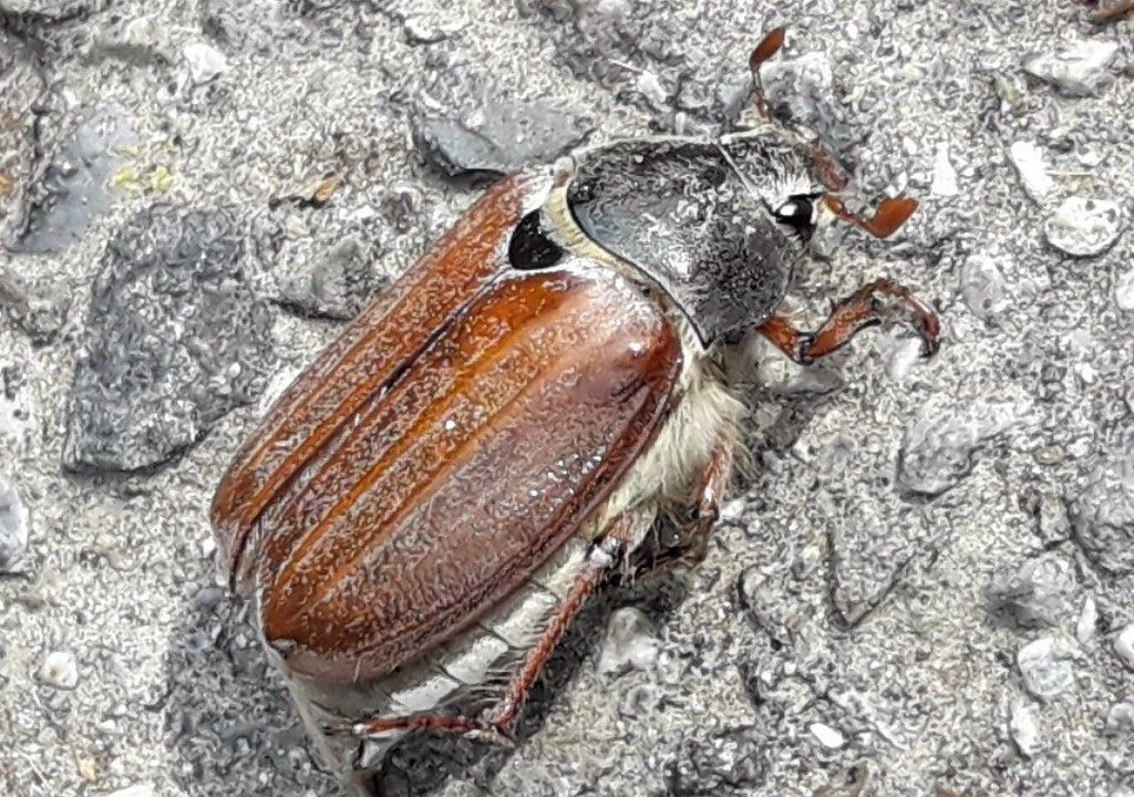 Melolonthidae - Melolontha melolontha? S,...