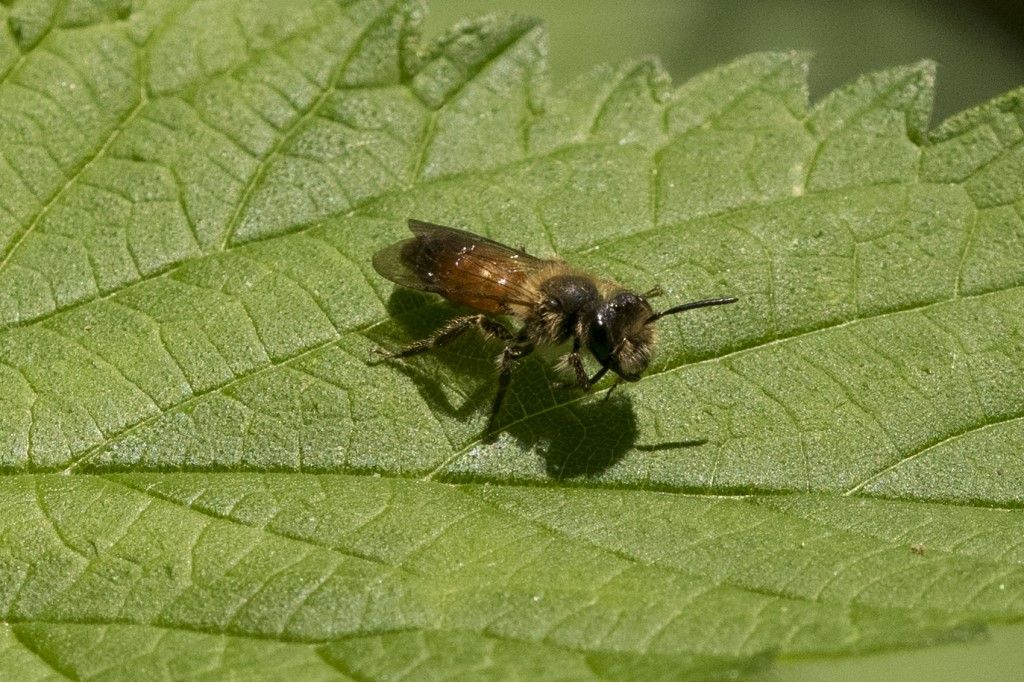Hymenoptera da identificare