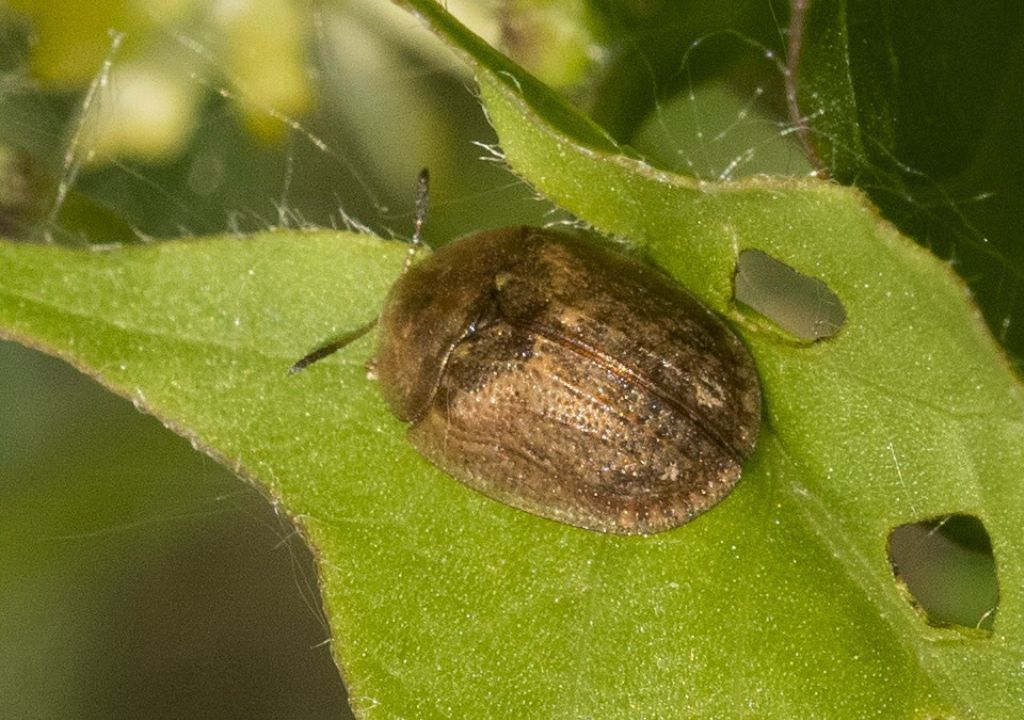 Hypocassida subferruginea ?