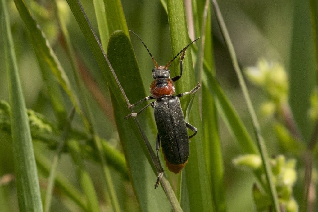 Cantharidae: Cantharis fusca ? S.