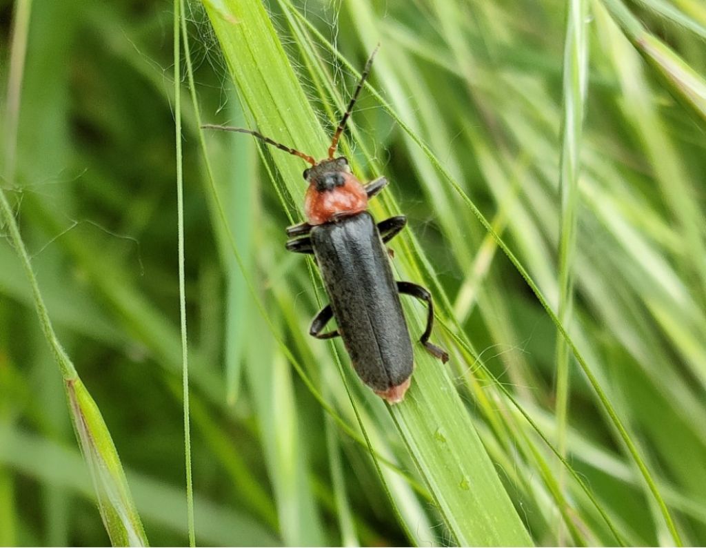 Cantharidae: Cantharis fusca ? S.