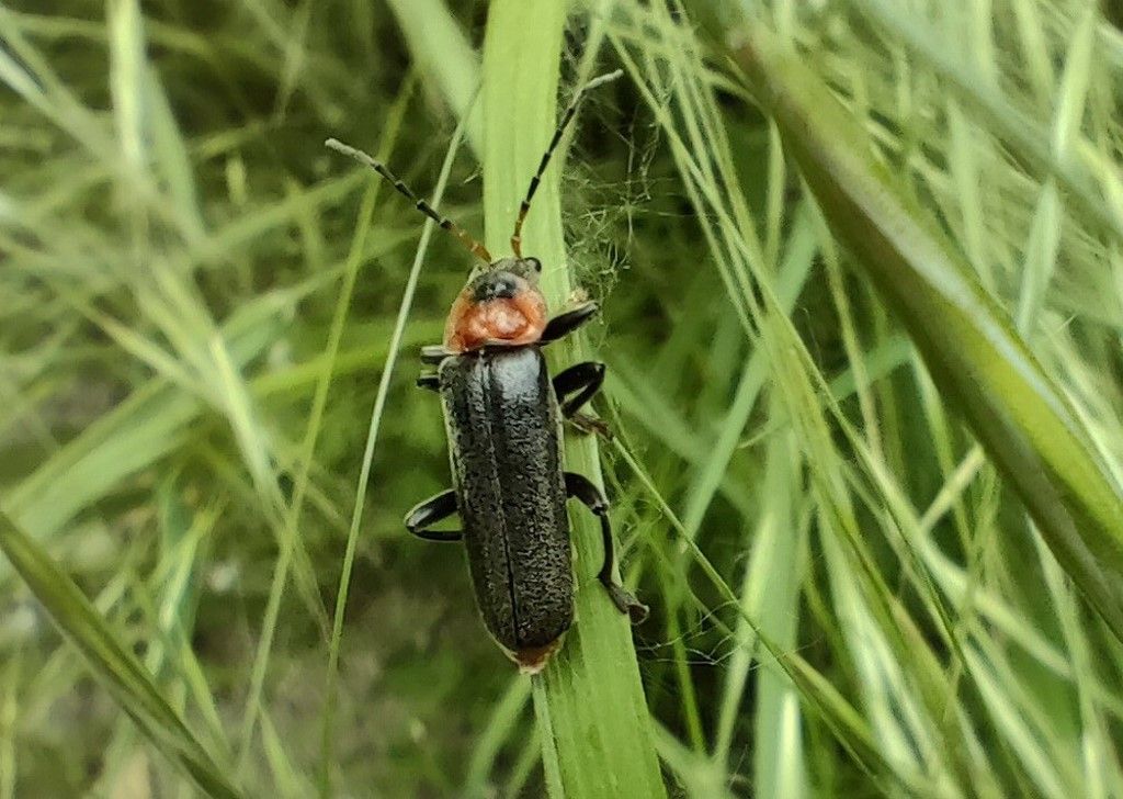 Cantharidae: Cantharis fusca ? S.