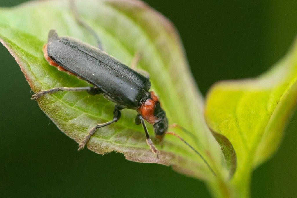 Cantharidae: Cantharis rustica? No, C. fusca