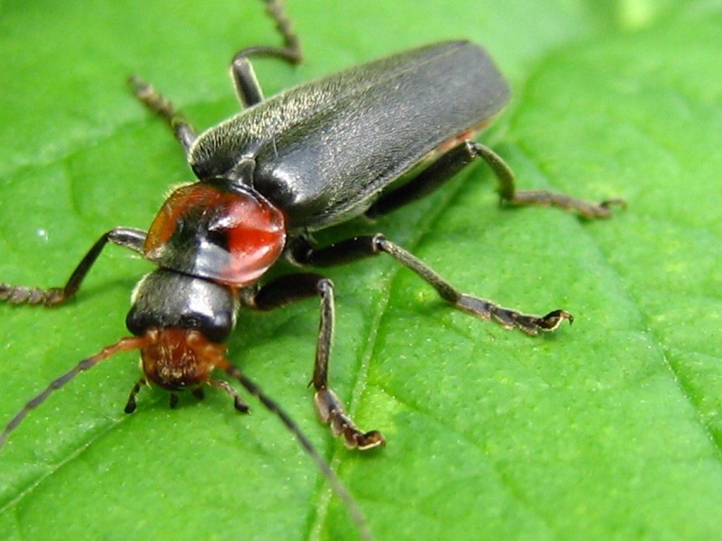 Cantharidae: Cantharis rustica? No, C. fusca